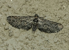 Chesiadodes polingi
