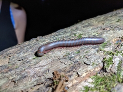 Narceus americanus