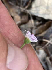 Erigeron modestus