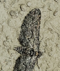Chesiadodes polingi