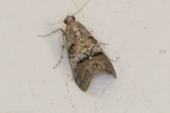Pococera maritimalis