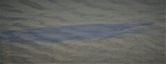 Lepisosteus oculatus