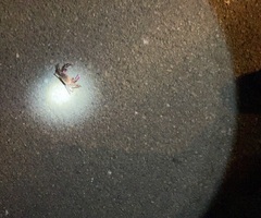 Geograpsus grayi