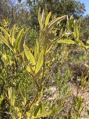 Eriodictyon trichocalyx