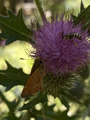 Agapostemon texanus