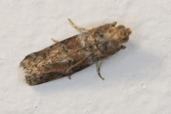 Sciota rubrisparsella