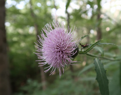 Cirsium altissimum