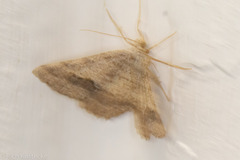 Frederickia s-signata