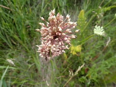 Allium rotundum