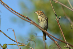 Emberiza pusilla