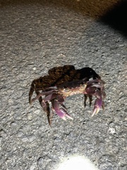 Geograpsus grayi
