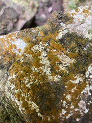 Trentepohlia