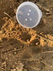 Lupulella mesomelas mesomelas