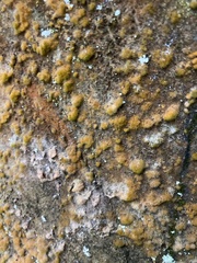 Trentepohlia