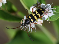 Typocerus
