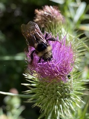 Bombus insularis