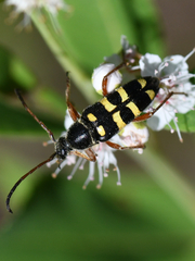 Typocerus