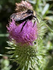 Bombus insularis