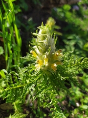Pedicularis condensata