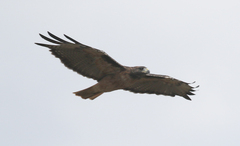 Buteo jamaicensis calurus