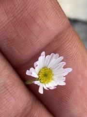 Erigeron modestus