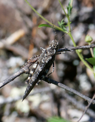 Trimerotropis verruculata