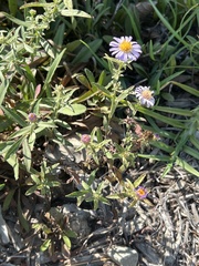 Symphyotrichum chilense