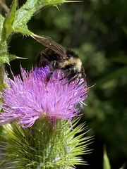 Bombus insularis