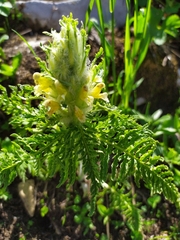Pedicularis condensata