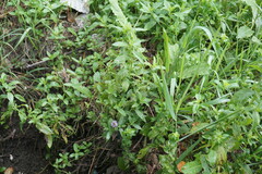 Mentha × piperita