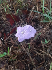 Ruellia humilis
