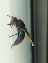 Rhynchium haemorrhoidale