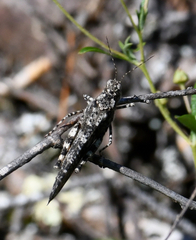 Trimerotropis verruculata