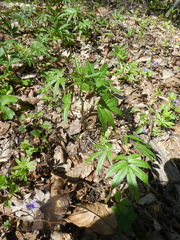 Cardamine bulbifera