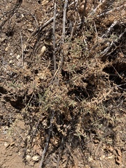 Ambrosia confertiflora