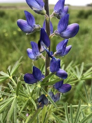 Lupinus cosentinii