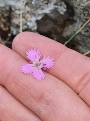Dianthus lusitanus