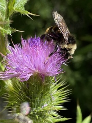 Bombus insularis