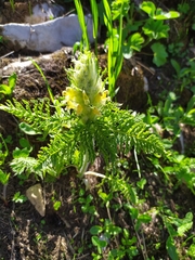 Pedicularis condensata
