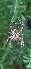 Araneus diadematus