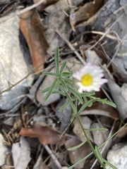 Erigeron modestus