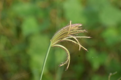 Chloris virgata