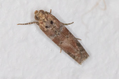 Sciota rubrisparsella