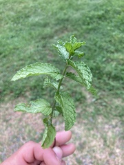 Mentha spicata