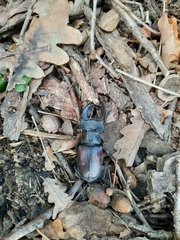 Lucanus cervus