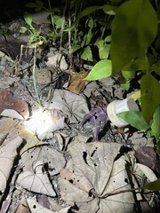 Coenobita brevimanus