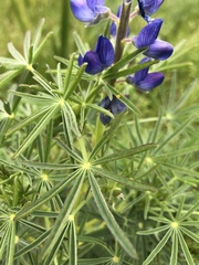 Lupinus cosentinii