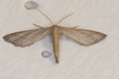 Euacidalia brownsvillea