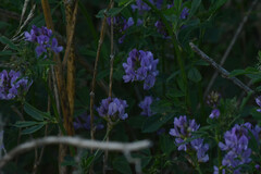 Medicago sativa