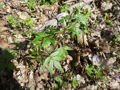 Cardamine bulbifera